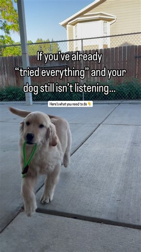 If you feel like your dog just doesn’t listen…you’re not alone. Most dog owners are doing their best—with bad advice, inconsistent methods, and no real plan. 🐾 That’s why we created Chaos to Calm—a step-by-step system that actually works (even if you’ve tried everything). ✅ No yelling ✅ No endless treats ✅ Just clear communication your dog understands Want access to the free training that walks you through it? 👇 Comment “READY” below and we’ll send it your way! | Cornerstone Dog Training