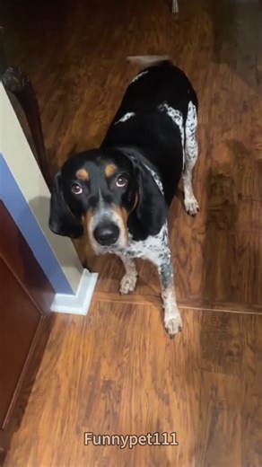 A dog with exceptional English comprehension skills #dog #funny #dogsoftiktok #doglover #usa