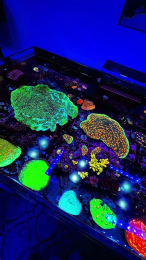 Chalice Corals Are Growing Like Crazy! | Mr. Nayef's Reef Tank Showcase 🪸🔥 #Chalicecoral #lps #reef