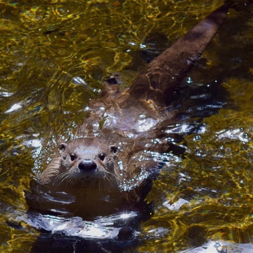 Watch rafting video for Oregon's iconic Wallowa-Grande Ronde River