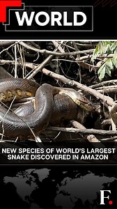 5.3K views · 69 reactions | #FPReels: Scientists have discovered the world's largest and heaviest species of snake- a giant green anaconda- in the Amazon rainforest. They say the anaconda can grow upto 7.5 metres and weigh close to 500 kilograms. | Firstpost | Facebook