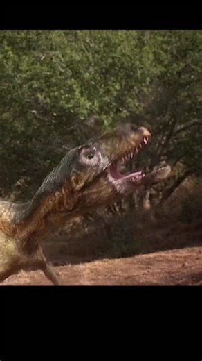 Extinct Era on Instagram: "Allosaurus likely relied less on a single bone crushing bite and more on head and neck power to deliver repeated bites and tearing motions. Its serrated teeth were built for slicing flesh, and studies of theropod neck musculature support the idea that Allosaurus could make relatively fast, forceful head movements while feeding, even if its jaw bite force was lower than later tyrannosaurs. That combination fits a predator that could open large wounds and strip meat, inc