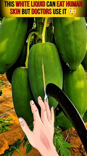 This White Liquid From Papaya Can Eat Human Skin 😳 #facts #fact #shorts #science #gk #amazingfacts