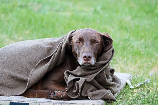 Why Is My Dog Shivering & Vomiting? - Cuteness