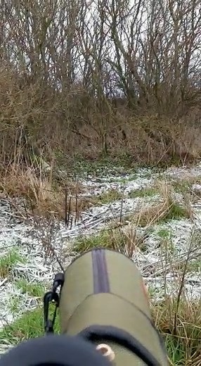 Winter wildlife is amazing! This is 1 of 7 woodcock spotted on the reserve over the weekend. They really are the masters of camouflage! 👀 🎥 Will Scott | RSPB Bempton Cliffs