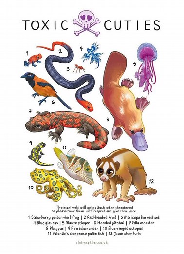 #poisonanimal #platypus #australiananimals