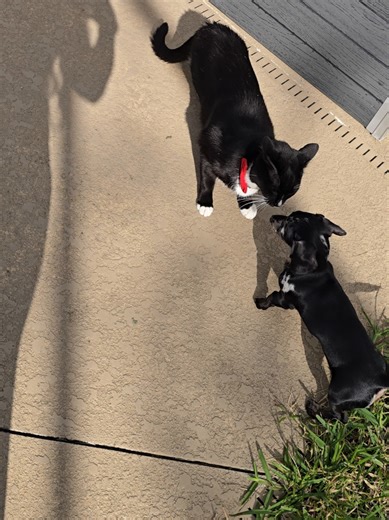 Pinot Noir had her last Distemper/parvo shots and is now safe to go outside adhd play! #puppy #kitty ##doxie #fyp #cuteanimals