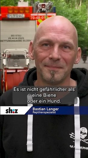 Exotische Schlange im Bach gefunden | Gelbe Anakonda gerettet #snake #reels