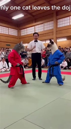 Only one cat leaves the dojo 🥋 Who will win this epic karate showdown? 🔴 or 🔵 Comment your winner! 👀 #KarateCats #CatFights #FunnyCats #MartialArts #EpicCats