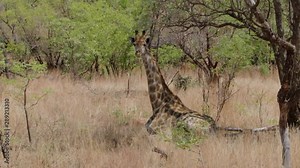 Young African giraf laying down in the grass under a tree in South Africa. It's staring at the camera.