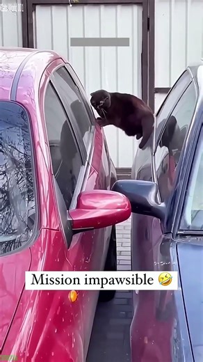 Cute Animals 🐱 #fyp 🐕 # Part 1961