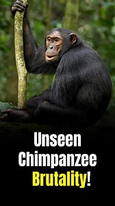 The beginning of the rise of the planet of the apes: The unprecedented civil war of the Ngogo chimpanzees