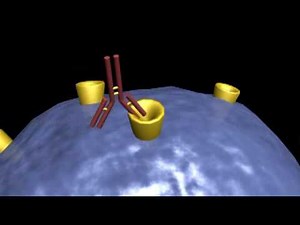 Herceptin: Mechanism of action