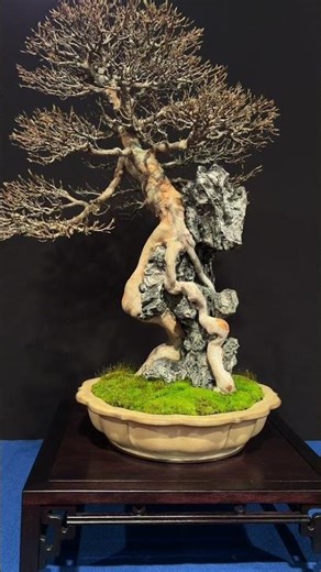 Bonsai trees at the Trophy Show #bonsai #bonsaitree