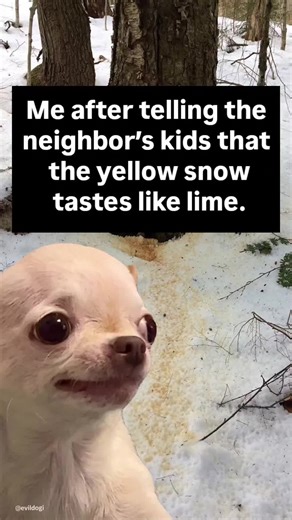 🤣😂 Follow for daily evil & hilarious memes ⭐ Official Evil Dog Meme Page Merch in my bio evildogofficial.com (Dark thoughts, don’t take the post seriously)