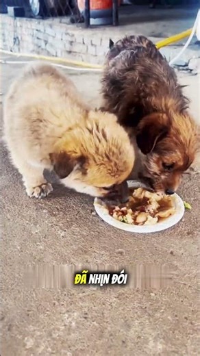 Chú chó lạc bị thương khóc khi được cho ăn #emotional #dogrescue #heartbreaking