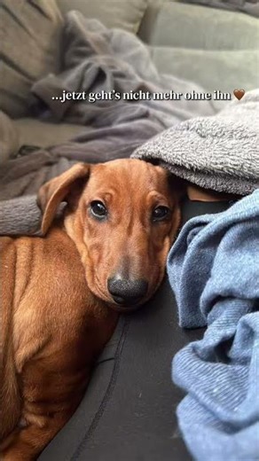 Der Hund kommt nicht mit ins Bett…, jetzt gehts nicht mehr ohne ihn❤️#fyp #dackel #dachshund #dog