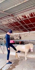 Raising Horses Where Strength Meets Kindness 75