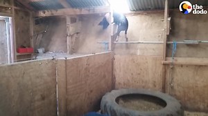 Pig outsmarts humans and escapes his pen 🤓 | The Dodo