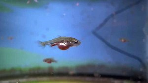 Everything You Need to Know About Raising Baby Goldfish