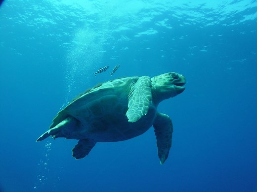 Diving adaptations in sea turtles | SUBMON