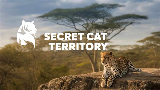 🐆🌍 Africa’s Hidden Big Cats Found Again