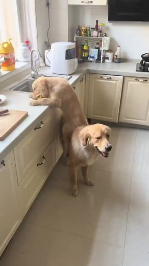 1K views · 38 reactions | Team work  | Funny Fail Pet | Facebook