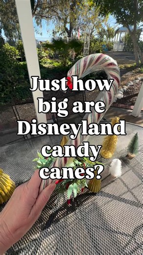 ✨ Candy Canes at Disneyland ✨ Disneyland candy canes are at least 12” long. A standard cane is just under 6”. In 2025: The 5.5” canes made by Brach’s sell for $2.19 for 12 qty The 7.5” by Spangler sell for $1.29 for one at Winco The 12.5” by Disneyland sells for $23.99 🎄 What is the Disneyland candy cane love all about? Take a look at this post: https://disneylanddaily.com/candy-canes-at-disneyland/ 🎄 For everything you need to know about the holiday season, running through January 7, 2026, ch