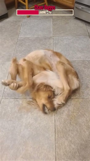 Total Dog Chaos | Algorithm Cleanse