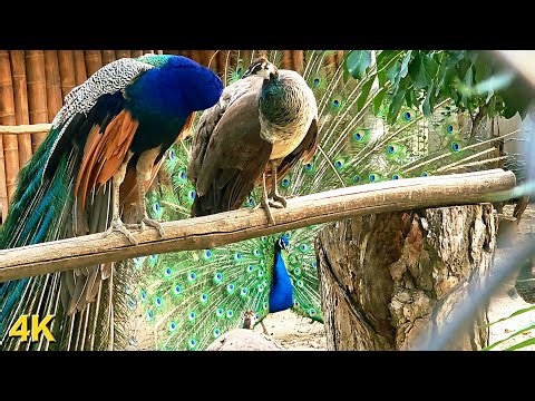 Majestic Peacock Dance in Full Feathers! | 4K Wildlife