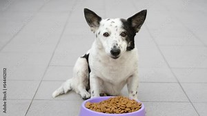 Cute mixed-breed dog eating kibble dog food from purple bowl.