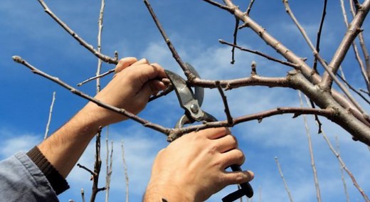 Mon voisin refuse d'élaguer ses arbres, que faire et que dit la loi ?