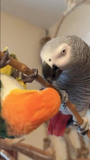 Your Foot, Please 🥵