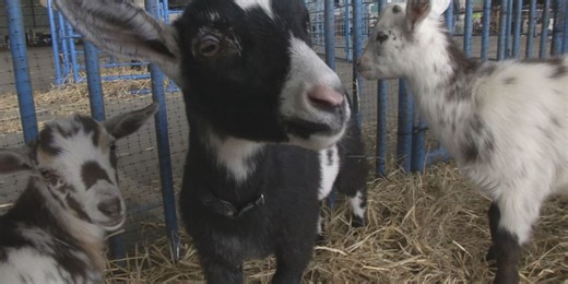 Deadline approaching for livestock feed aid applications