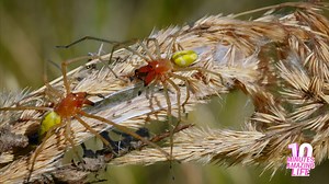 The Tiny Yellow Sac Spider on the Hunt