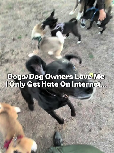 Why Dogs and Dog Owners Love Me in Real Life — Meet Puppies & Akitas