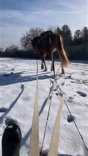 We trotted with the sled! Puca's 3rd time doing this. #besthorse #welshpony #horsingaround #fun