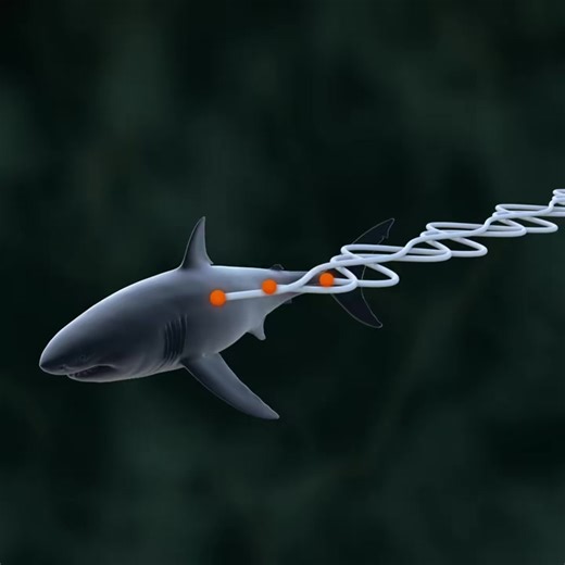 For I wanted visualize some of the mathematical harmony in the movement of a shark. #visualization #sinewave #sharkweek, #sinusoidal #oscillation #shark #kinematics | Reason-why