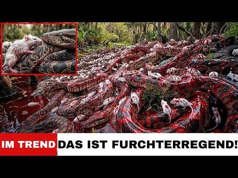 Millionen von Mäusen FALLEN FALLEN – Everglades-Python-Plan ENTHÜLLT