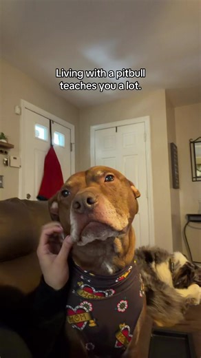 They’re the best 🩷 #pitbullmix #pitbullsoftiktok #bullymix #pitbulllife #bullybreedsarethebest