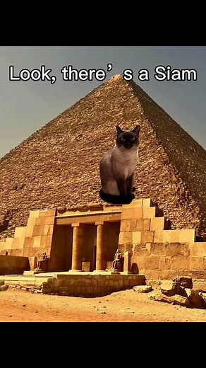 Exploring Egypt with Pyramid Cat: Funny Cartoon Compilation