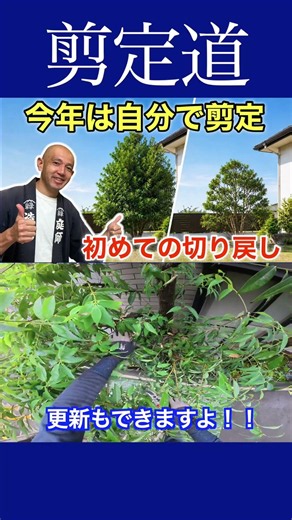自分で剪定する！！を応援《切り戻し》やってみよう〜っ #庭木の管理 #庭作業 #剪定方法 #切り戻し #庭木の手入れ #庭木の剪定 #初心者