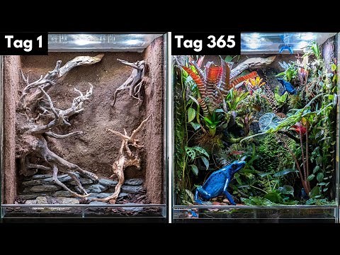 Regenwald Terrarium für Pfeilgiftfrösche! (Komplette Einrichtung)