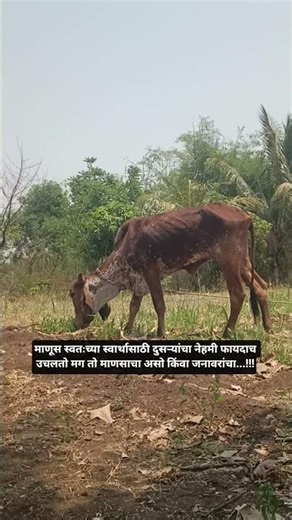 माणूस स्वतःच्या स्वार्थासाठी दुसऱ्यांचा नेहमी फायदाच उचलतो मग तो माणसाचा असो किंवा जनावरांचा...!!!