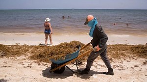 Batterio mangia-carne in spiaggia: è il Vibrio vulniculus