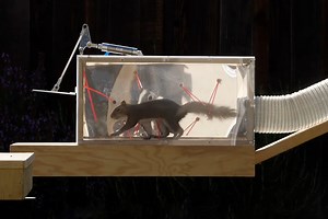 Former NASA Engineer's 'Mission Impossible' Squirrel Maze | Man of Many