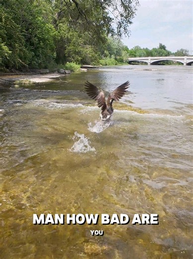 Goose Core Scare to Helping Hand | goose