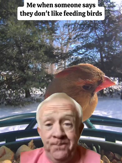 Embracing Bird Feeding without Judgment