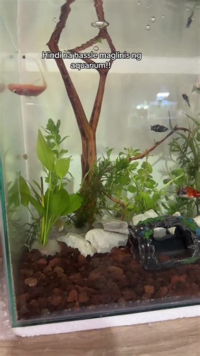 Simplify Aquarium Cleaning with Lava Rocks