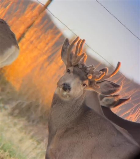 I love cactus bucks #muleyfreak #kuiu #hunting #colorado #mavenoptics #onglassadapter | Hunt2hunt